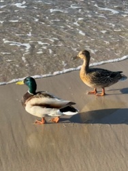 0f1001fe-3dd1-4b7b-a9fe-da807a7a1c14