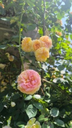 076270cc-c9c4-4ebb-aeba-d5d481a4d488