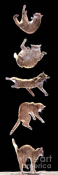 ac5e44ff-d803-4ef8-b706-95d79c820ef2
