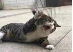 4788c635-4ae2-49e9-87c0-ca6c0c9e9996