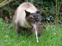 c8a3ef71-ddda-43ad-b534-a68aceee5b67