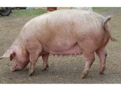 a8c4b5a3-3d04-446a-aebe-3f817975df64