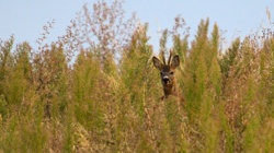 3b711f45-ef9a-42b7-85c4-076f1e1b74ba