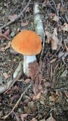 609922cf-ecc2-4557-92c4-6736e0526199