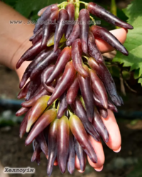 75de10b2-5f5d-463b-a870-275063f59b42