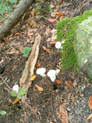 eaa60f9a-371d-4a53-b135-1f0ceab75bc2