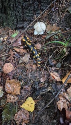 6e707fca-5dc7-428e-8204-d1931823ef82