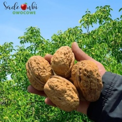 4ba81ae9-5948-444b-ba95-4680d35cc4af