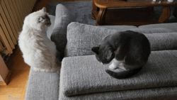 9e531559-0aff-4b77-930a-a18e5f211644