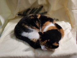 12981332-43b8-4530-a4b9-977cebf3c0b4