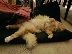 185cc2a9-2fba-4d88-99e5-a09e9172c52c