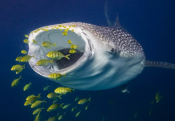 4ba1bad5-fb52-4b5f-b500-2098ddc5ad90