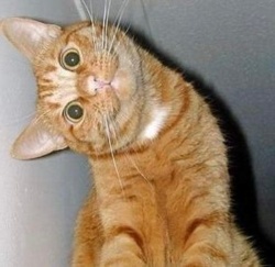 cc908bcd-e99d-49e3-b6f5-217df080d7e4