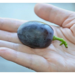 ea15b7de-df98-43ca-a8e9-270484d5c7db