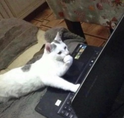 32fedaa1-653a-44fa-9fb0-e67007903815