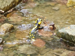 dc07675a-9613-4e4e-9a63-b30e155d3ded