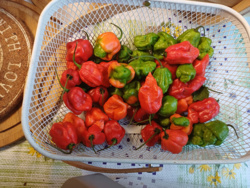 61250005-5798-47b7-b88a-80d368e351f9