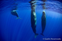 f96b9a54-2cff-41f2-b437-5e96958e4e27