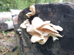 24cd0d17-df8d-4abf-9b18-14db48e5b227