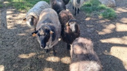 fc25a016-2876-4e42-bd17-5d72d59fb3d0