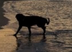 f7f590c4-1928-4f31-9a6a-b6ffc1c5c11a