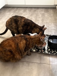 9680773c-9981-458c-914d-26d35ba9440c