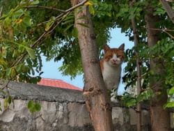 6d18e706-9cf6-4c4b-b95c-e43c4c1987e7