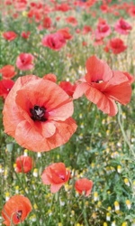 b780e2aa-b343-43c0-8f0a-d17f798db856