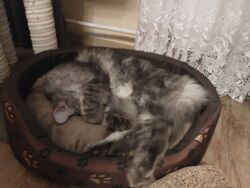 38c63483-dbd6-4e1f-8941-2f07593fd311