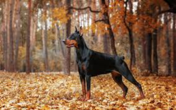 5c0d0b47-18db-4b59-845e-93f7320a8d1b