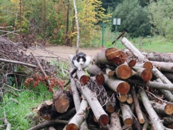 83bb4916-8926-4d29-9306-256c04fa0dd2