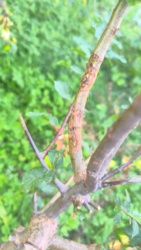 0ce55a86-8049-40cc-9a3a-6adefde17a68