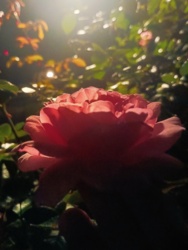 1239d567-437c-4349-ae2c-d35c46bd8f18