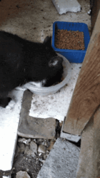 67e1b68c-9897-4915-8009-4b353f0bd67e