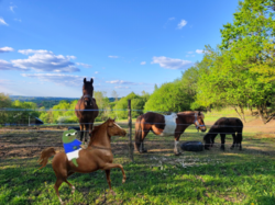 868ef0e2-2d03-42ed-a135-f220435e6051