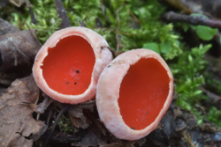 e231348f-39e4-4144-b0c1-dd923a306860