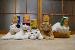 9d611c8a-342d-415c-9083-abf80d28a192