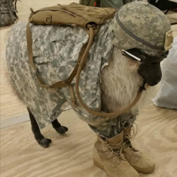 bojowonastawionaowca