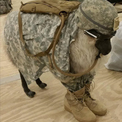 bojowonastawlonaowca