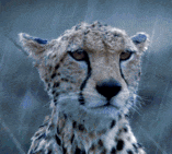 Gepard_z_Libii