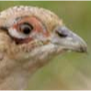 PlatynowyBazant