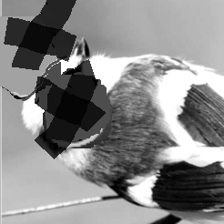 UmytaPacha