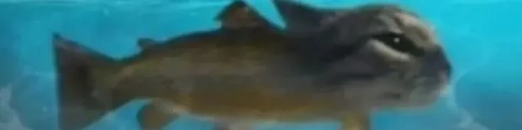 Zdjęcie w tle